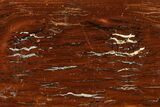 Polished Cretaceous Stromatolite Fossil - Western Australia #180058-1
